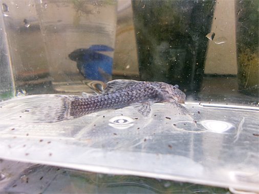 アカリエスピーニョ（タバジョス）