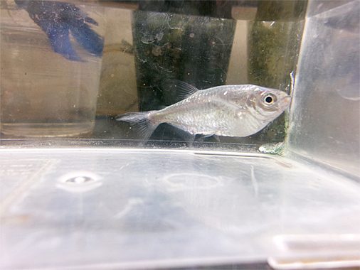 エロンガータ・ハチェット