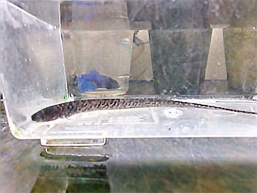 ペルーグリーンタイガーナイフ