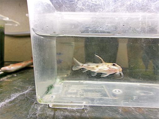 Sy.コンギクス(S)