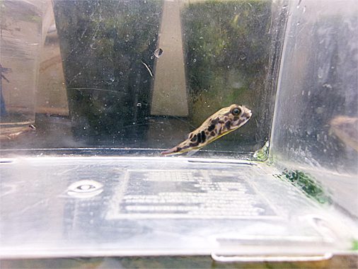 テトラオドン・ムブ（S）