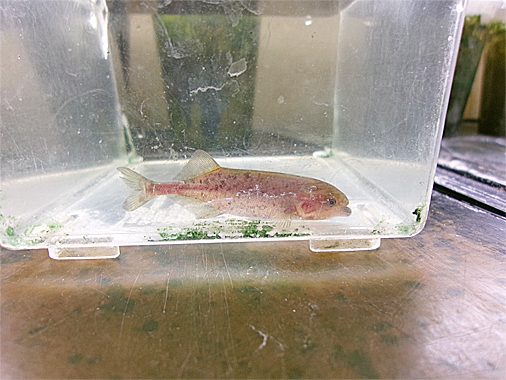 マルクセニウス・マクロレピドトゥス