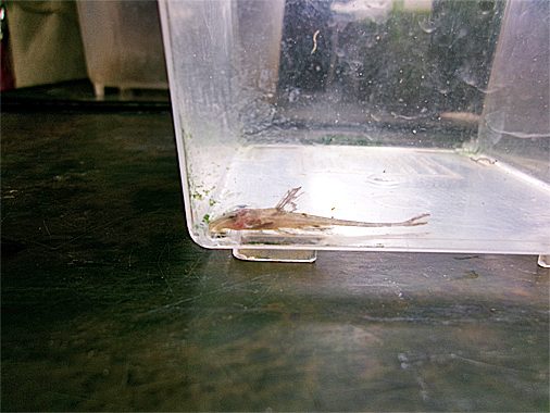 リネロリカリア・レッド