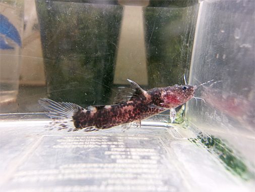 タイソンジャウー